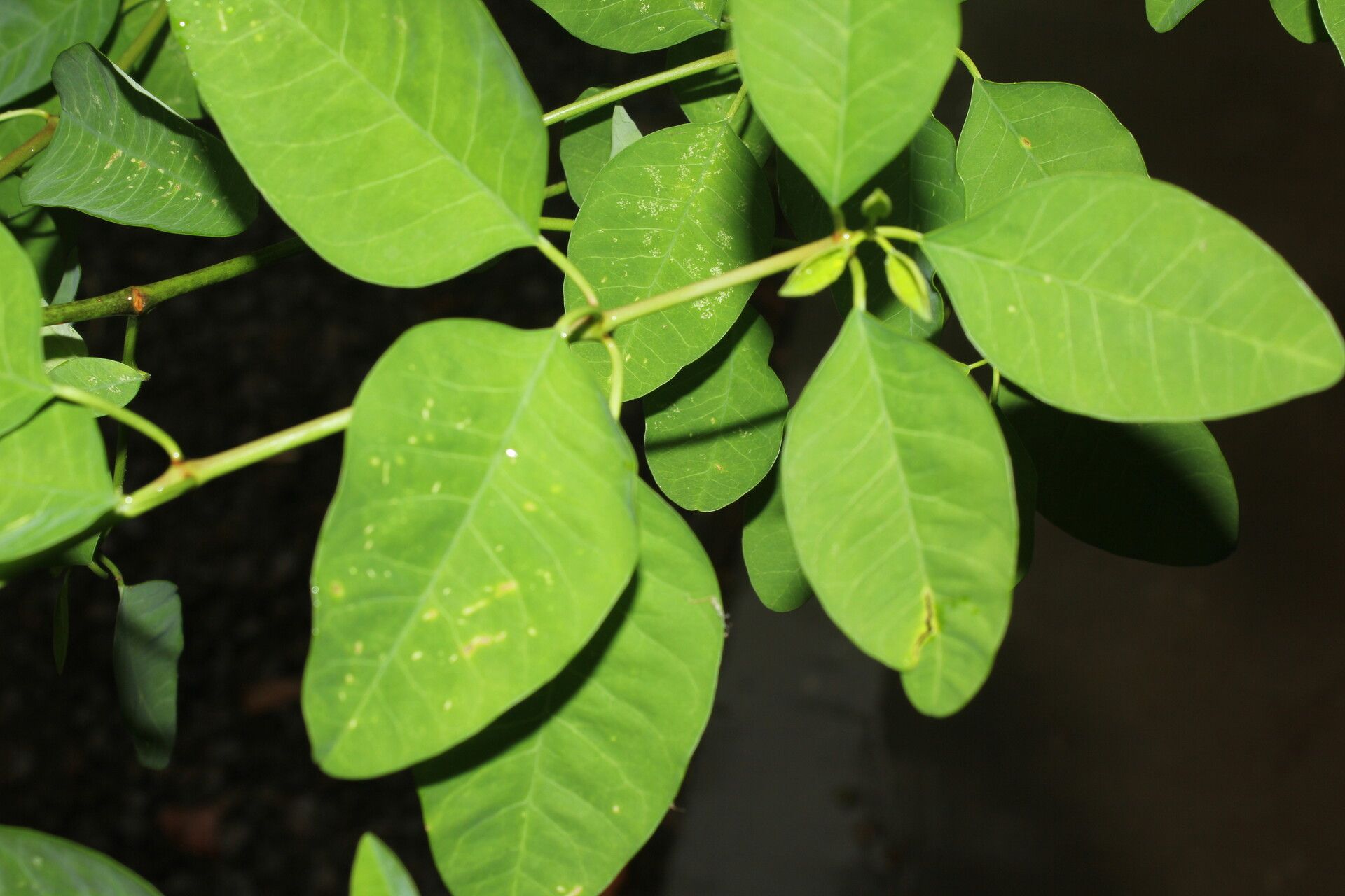 Euphorbia colletioides leaf