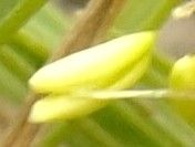 Plantago arborescens flower