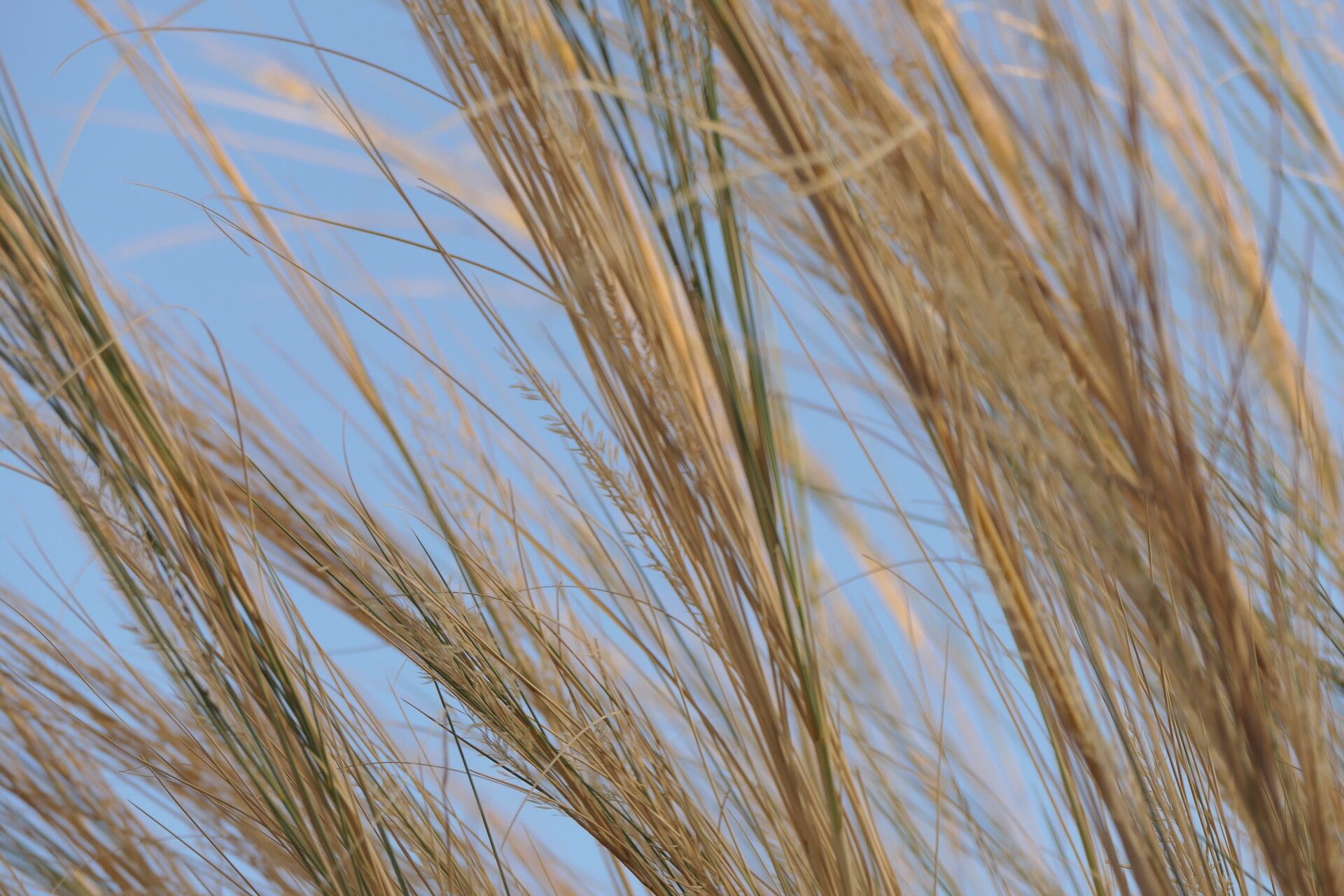 Stipagrostis sabulicola bark