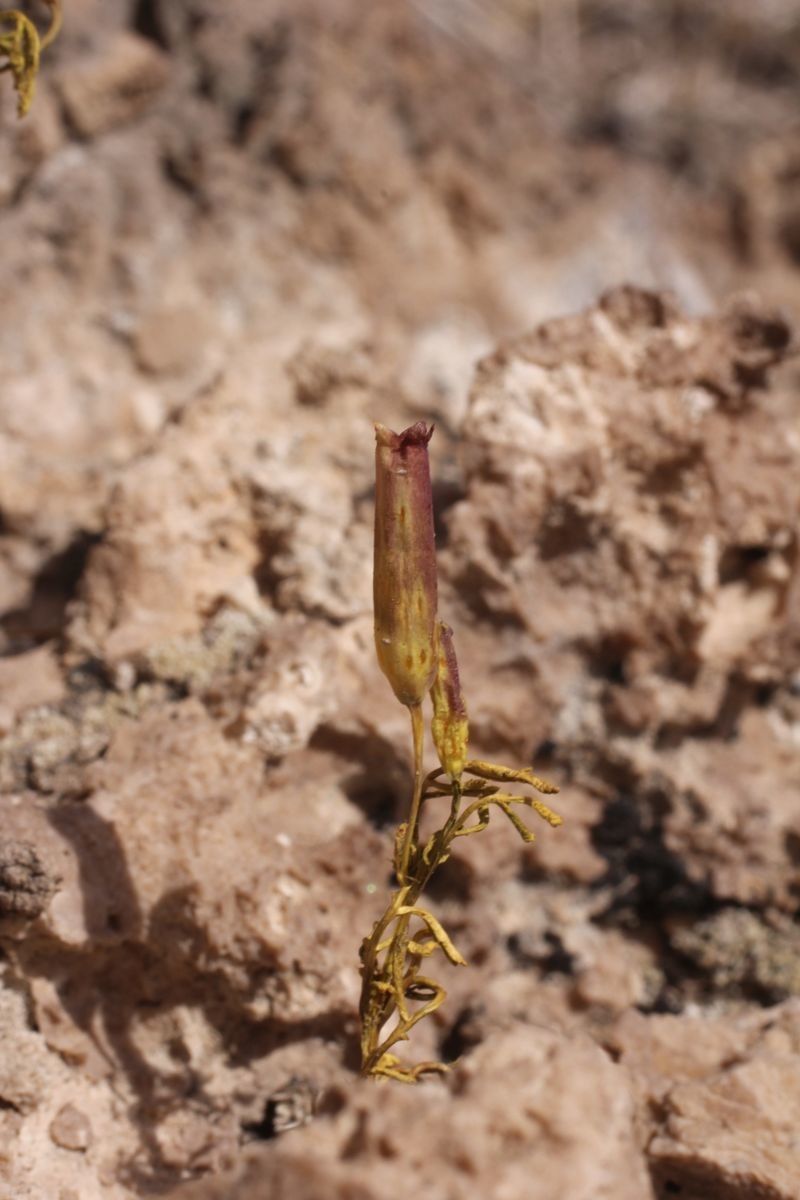 Tagetes multiflora flower