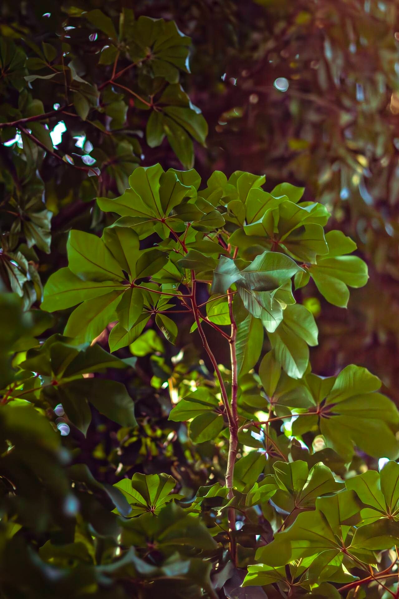 Heritiera sumatrana — houseplant care guide