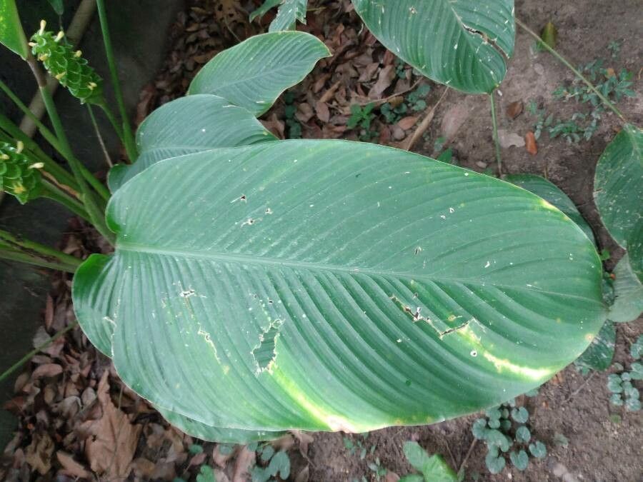 Goeppertia cylindrica leaf