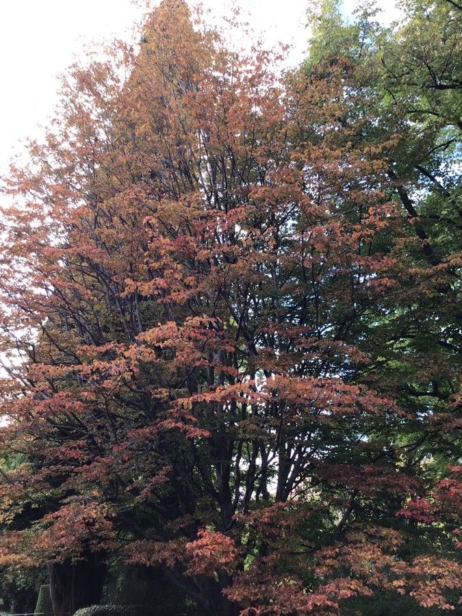 Parrotia subaequalis habit