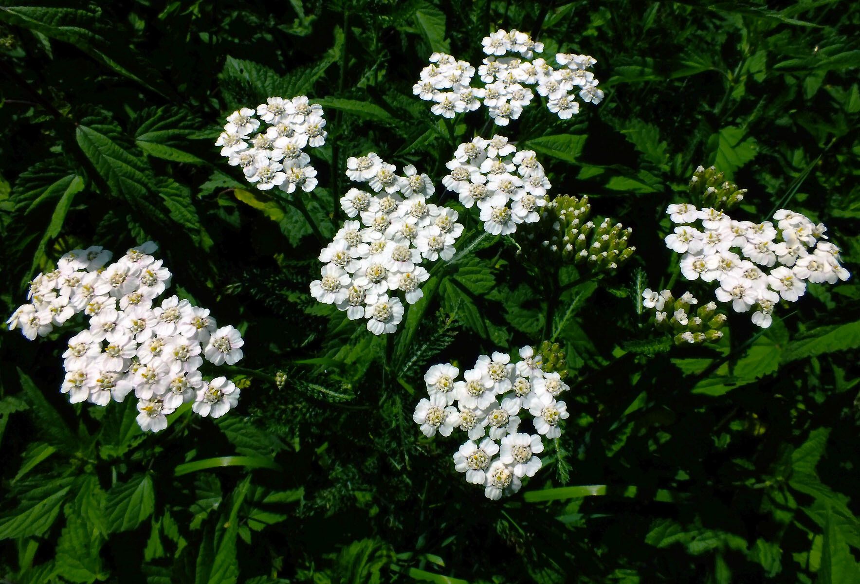 Achillea collina flower