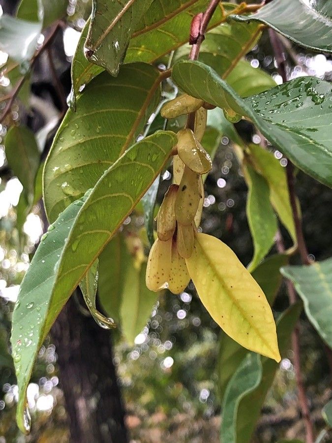 Shorea acuminata other