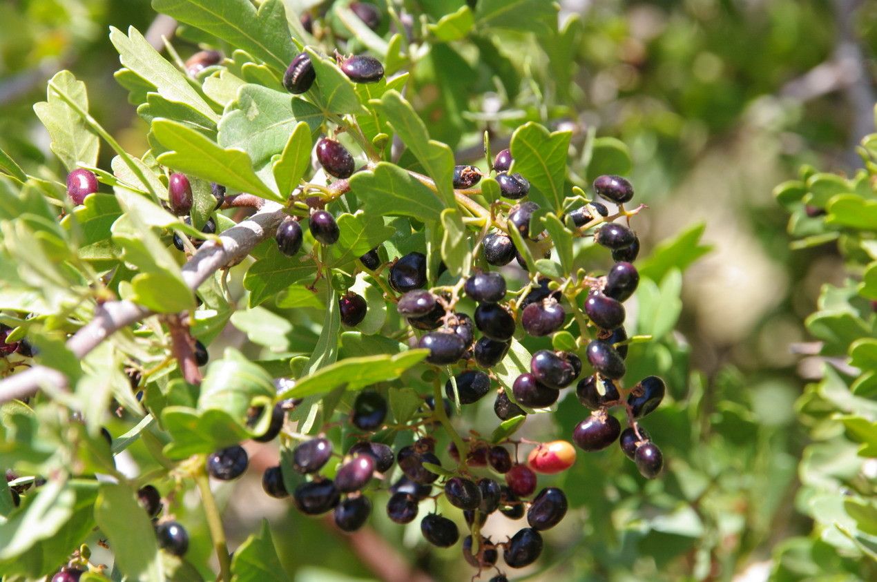 Searsia tripartita fruit