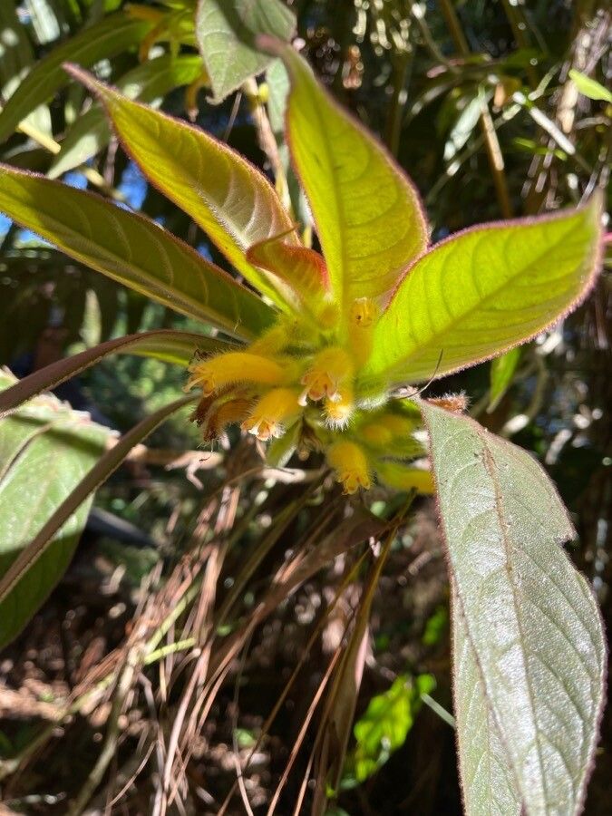 Columnea polyantha — search result for 'Columnea'