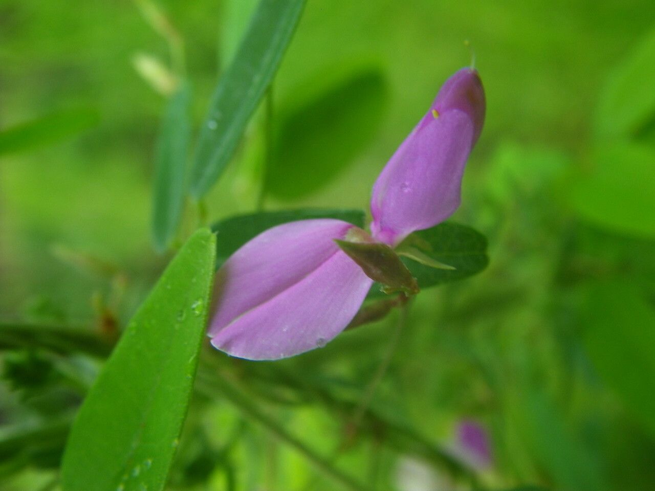 Galactia volubilis flower