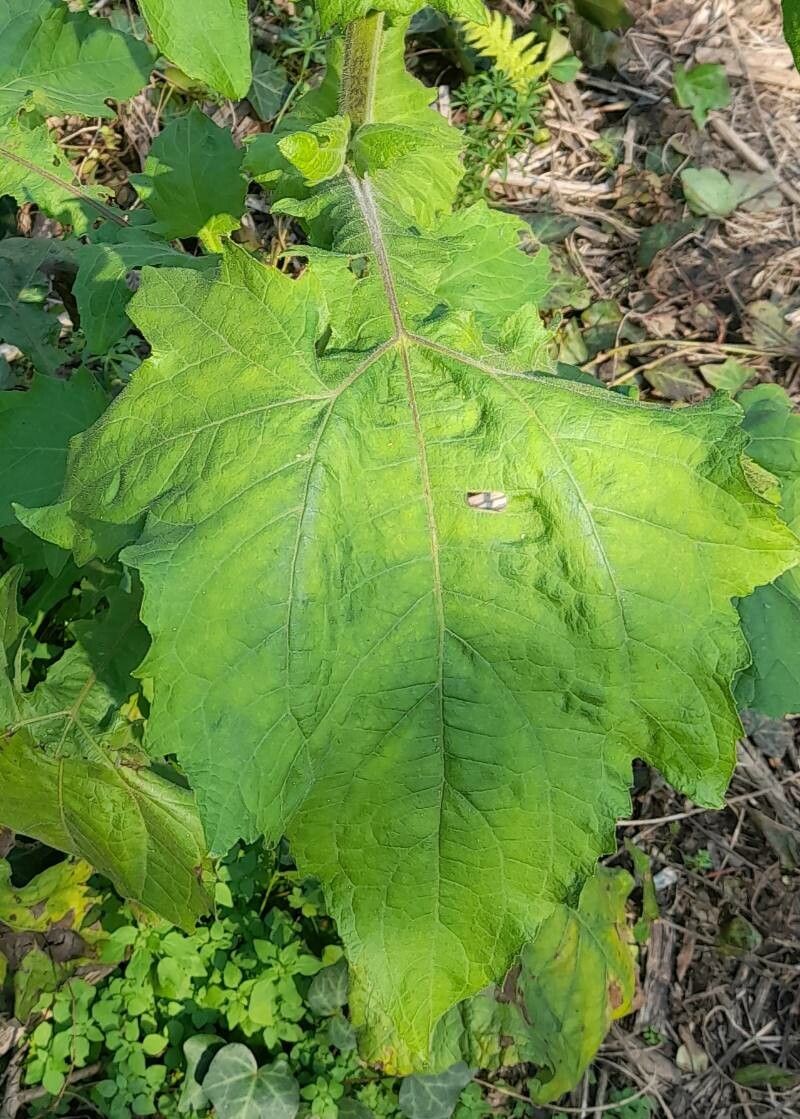 Smallanthus connatus — related species from the same genus