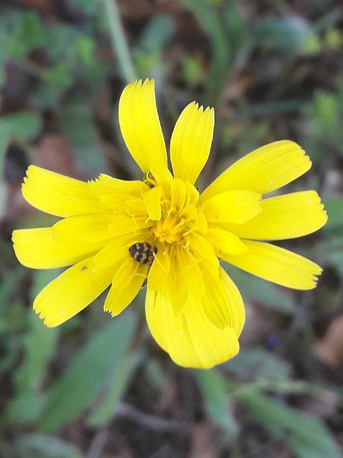 Leontodon tuberosus flower