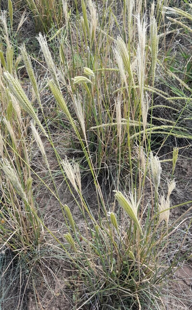 Chloris castilloniana habit