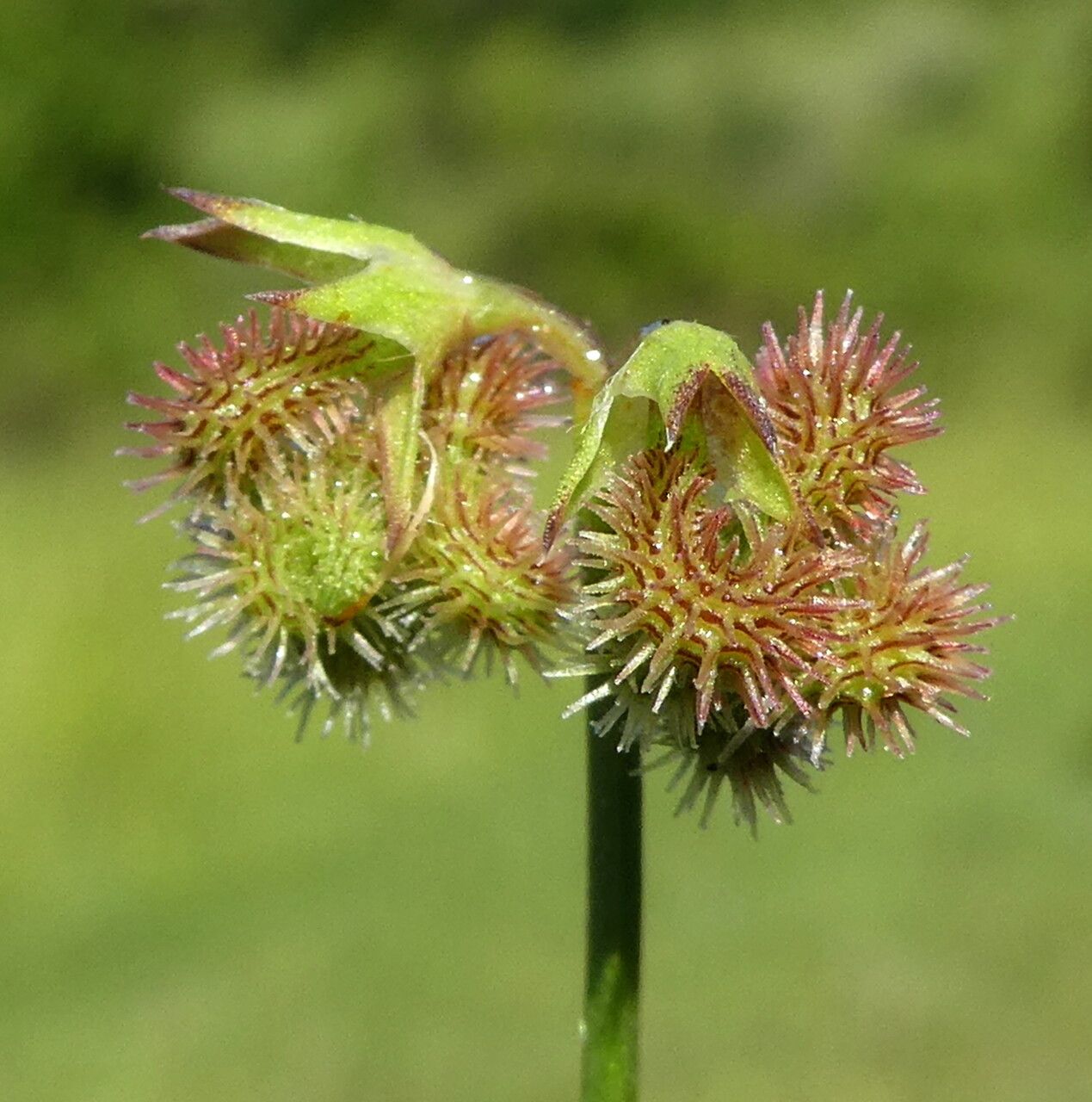 Scorpiurus muricatus fruit