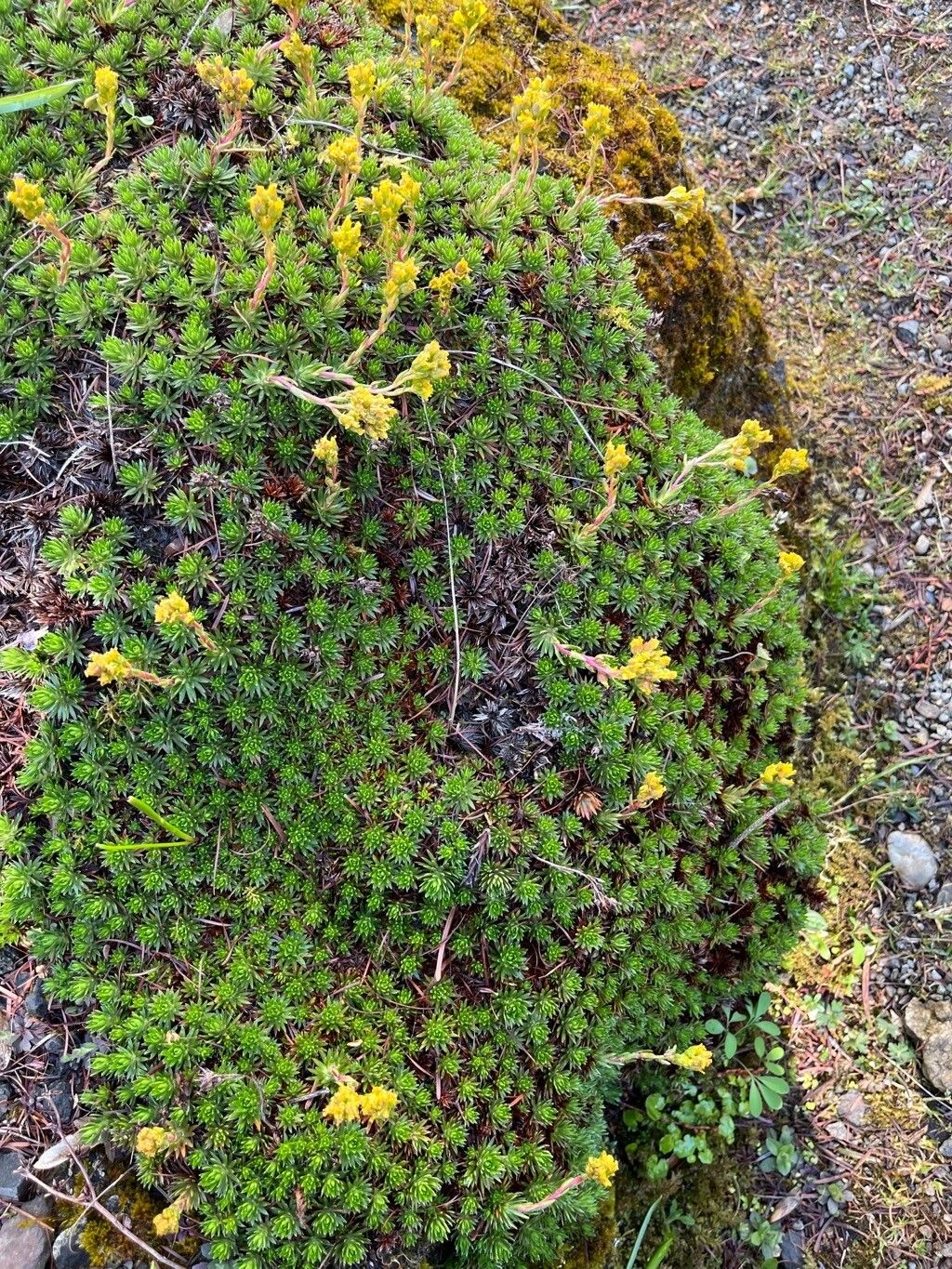 Saxifraga juniperifolia habit