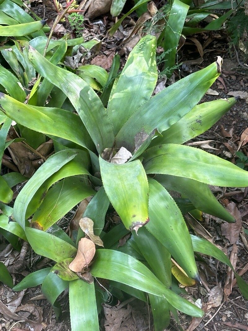 Aechmea manzanaresiana — search result for 'Aechmea'