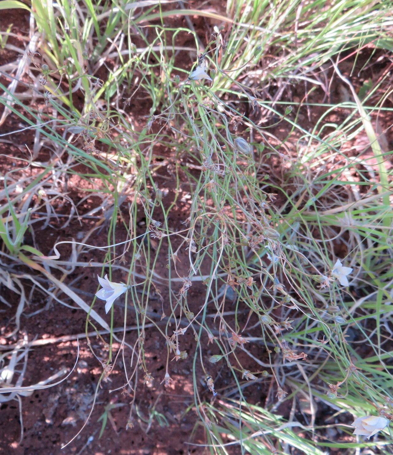 Wahlenbergia virgata habit