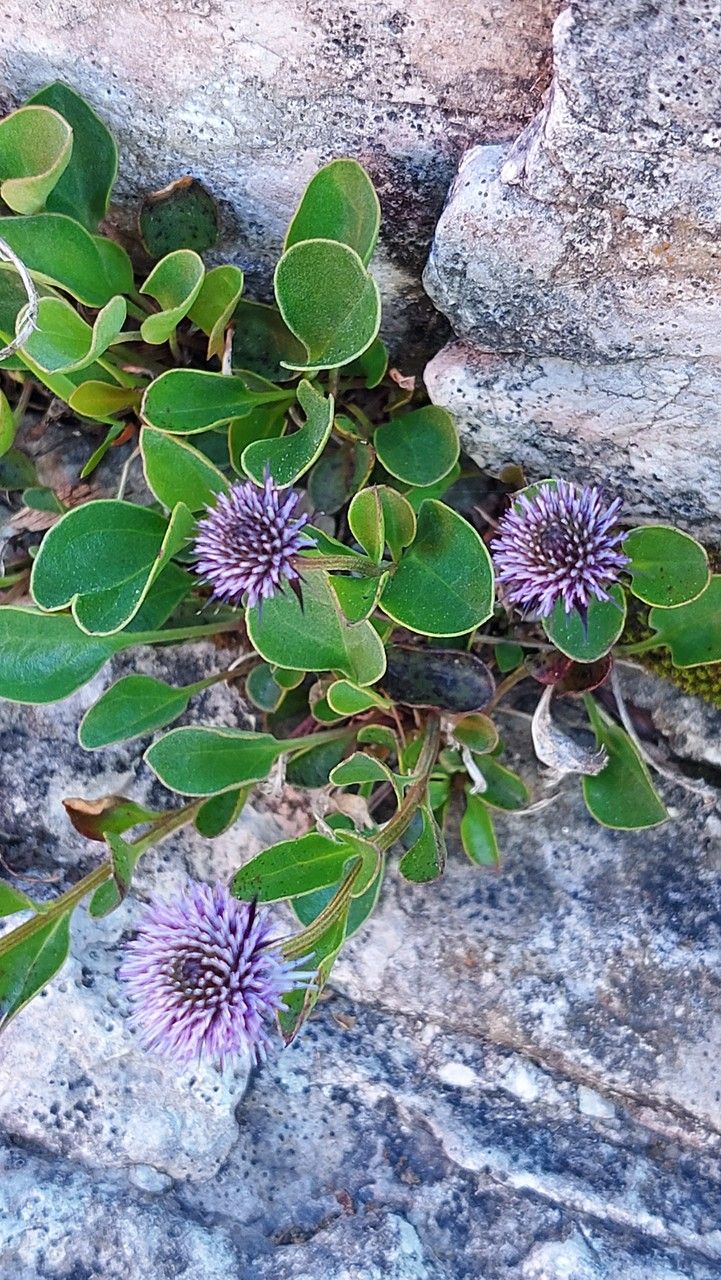 Globularia incanescens flower