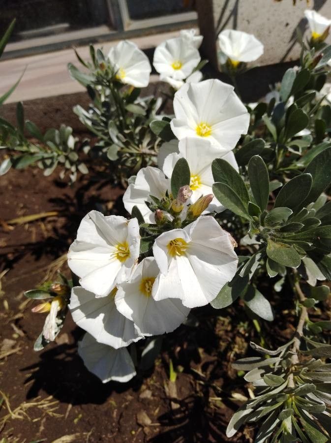 Oenothera californica flower