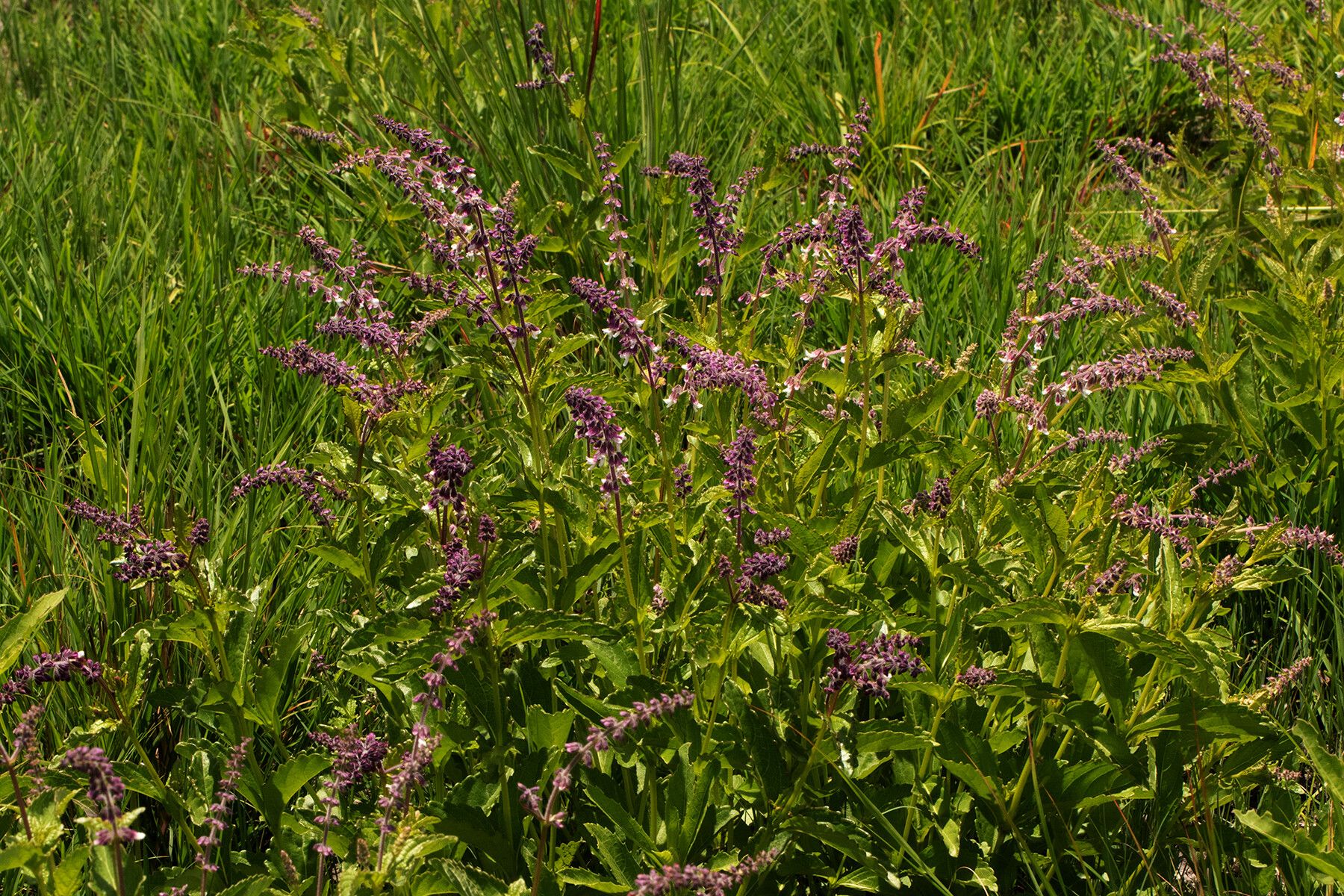 Orthosiphon schimperi habit