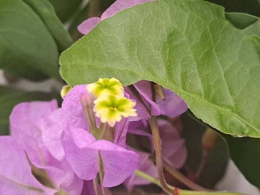 Guapira discolor flower