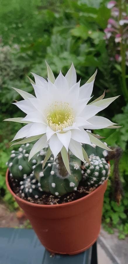 Echinopsis subdenudata flower