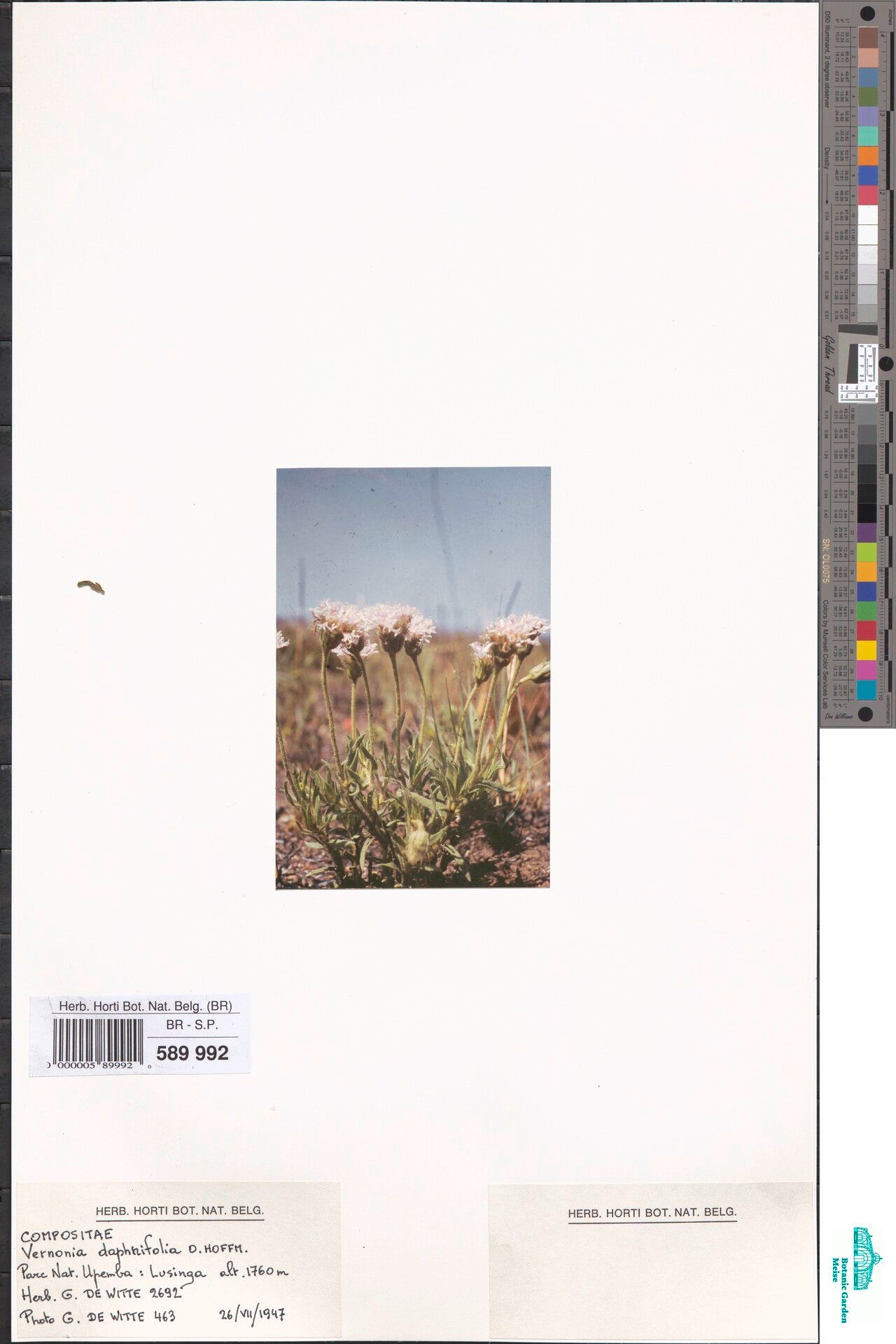 Vernonia daphnifolia — houseplant care guide