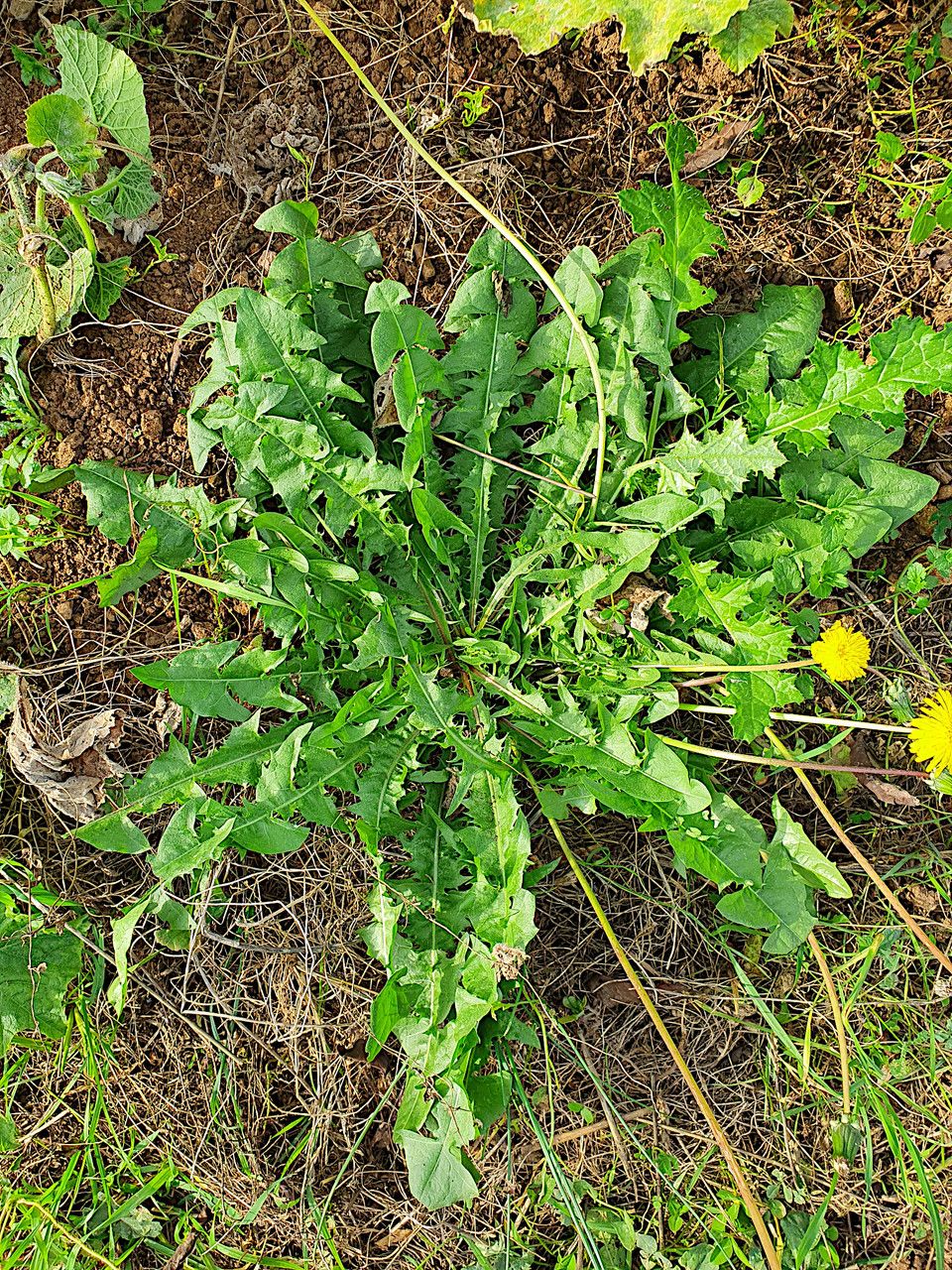 Taraxacum taraxacoides habit