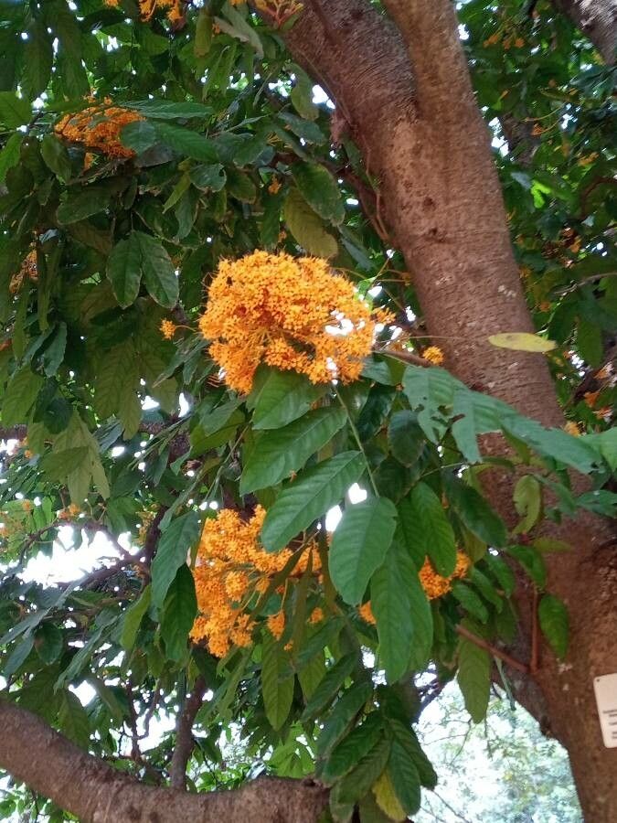 Saraca thaipingensis flower