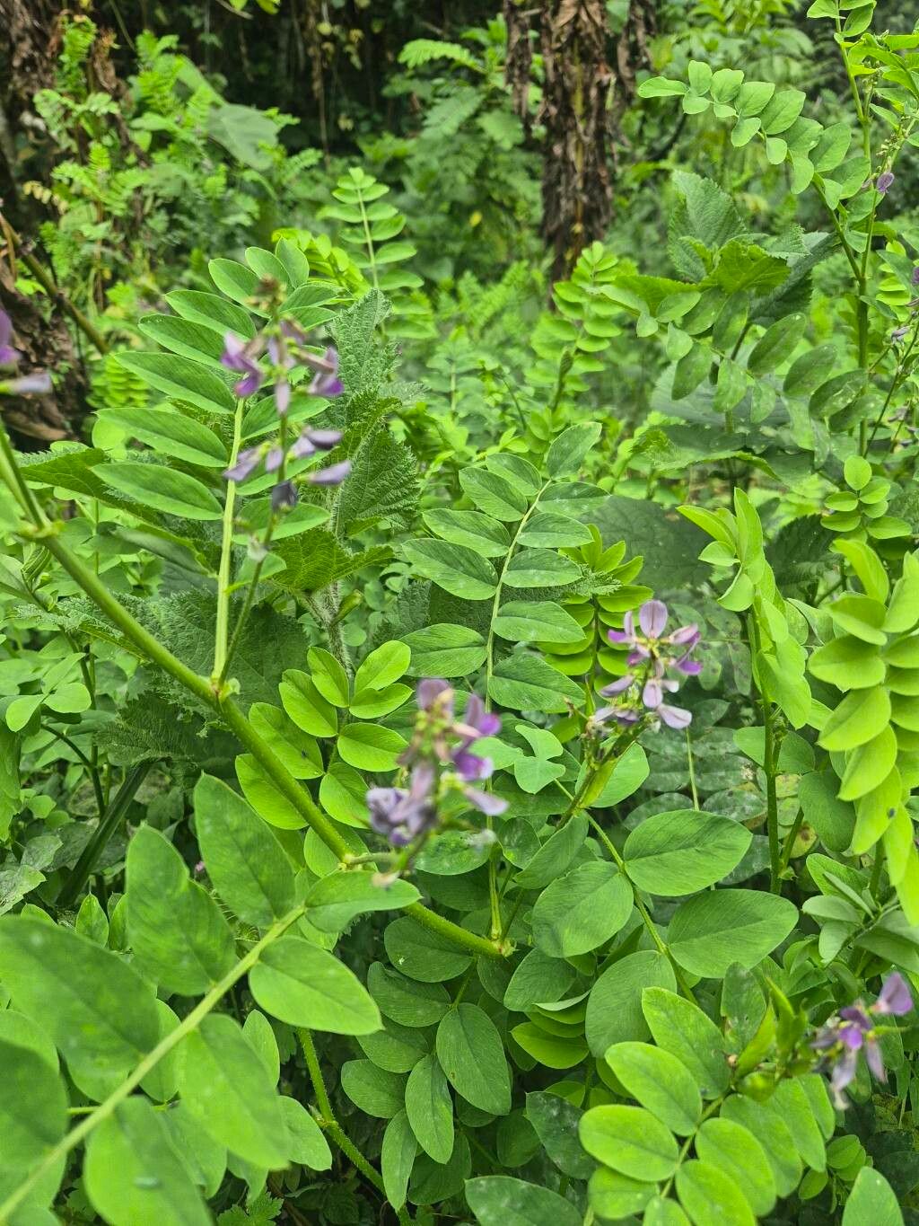 Galega battiscombei flower