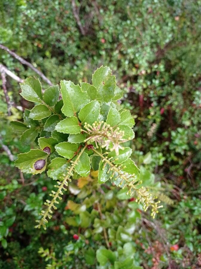Gevuina avellana leaf