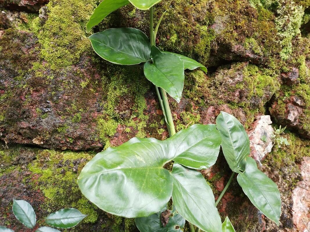Syngonium hoffmannii flower