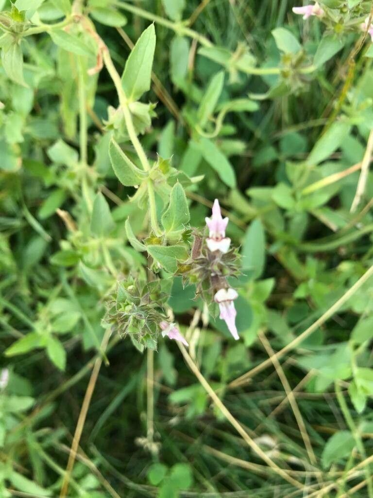 Stachys setifera other