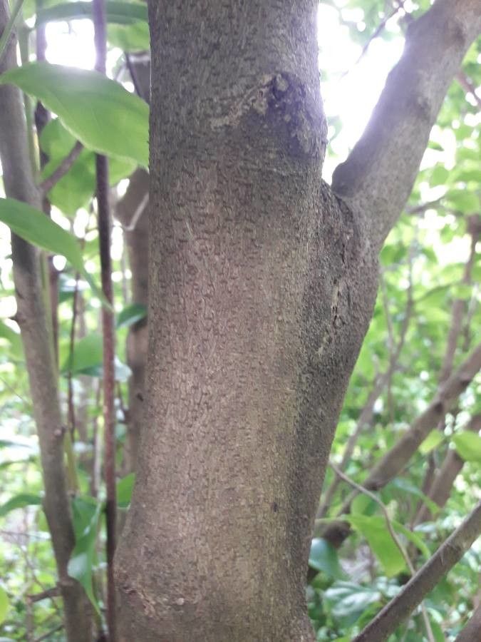 Casearia decandra bark