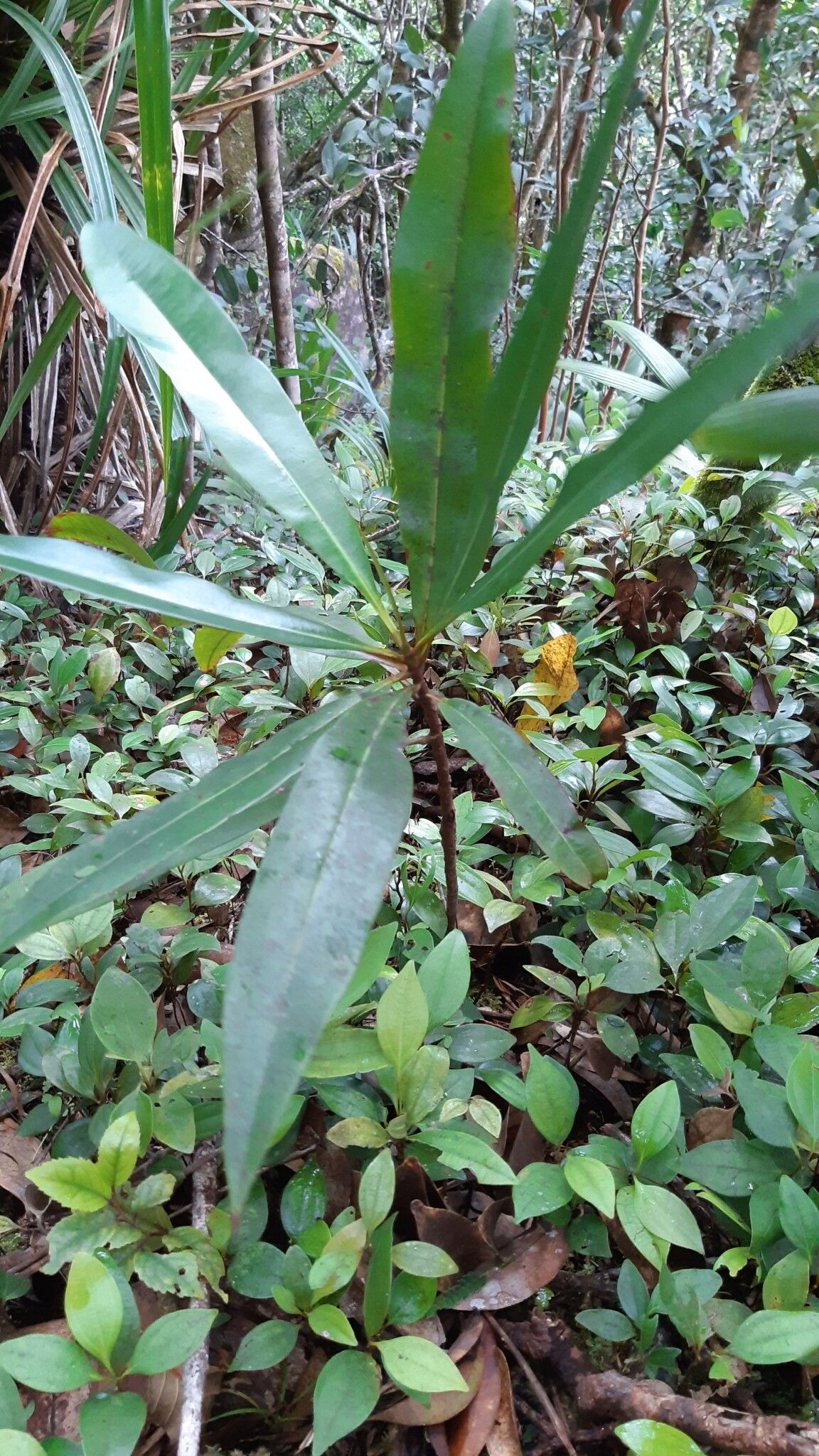 Campnosperma seychellarum — related species from the same genus