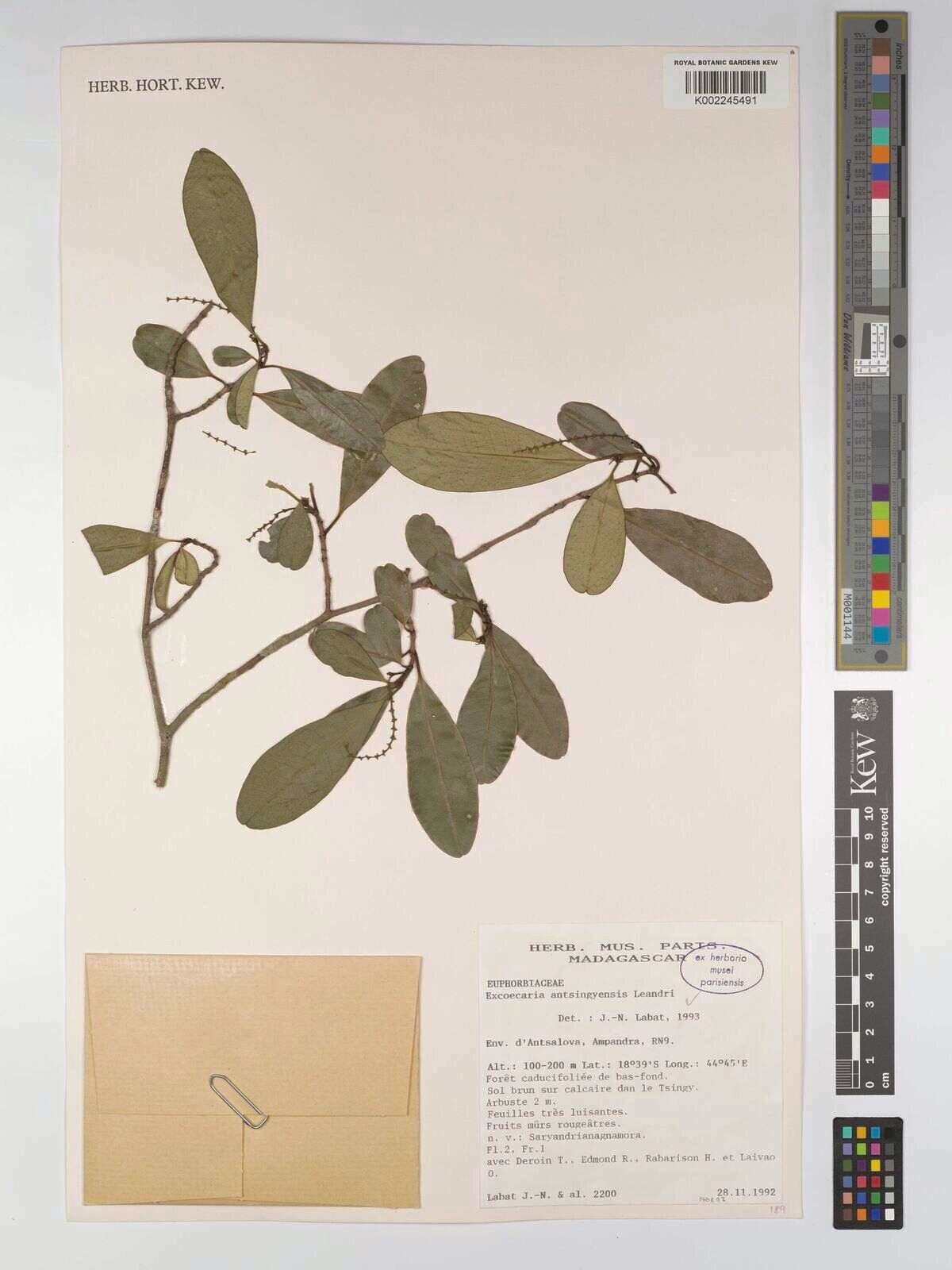 Excoecaria antsingyensis — related species from the same genus