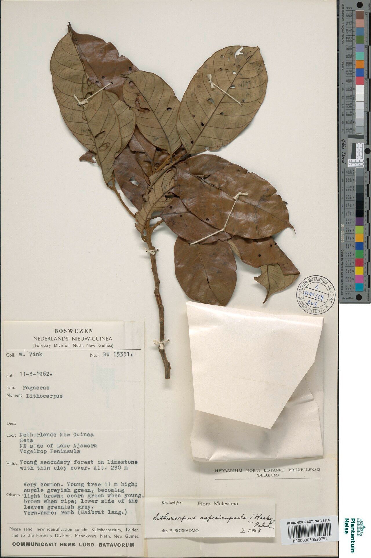 Lithocarpus aspericupulus — search result for 'Lithocarpus'