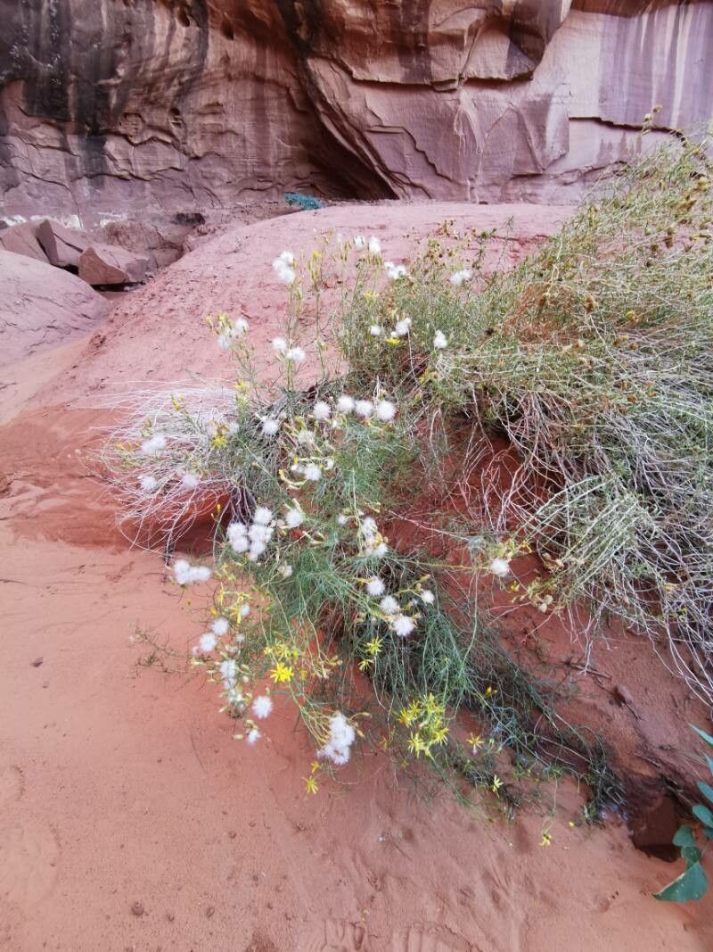 Senecio flaccidus fruit
