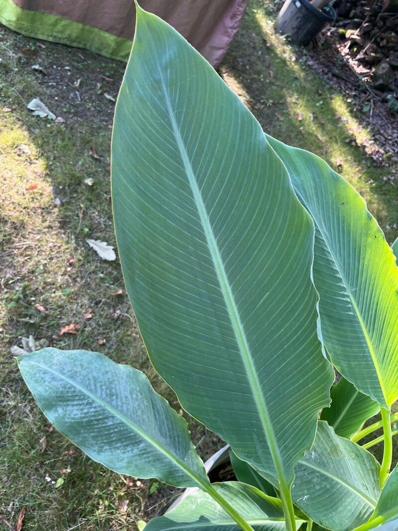 Musella lasiocarpa leaf