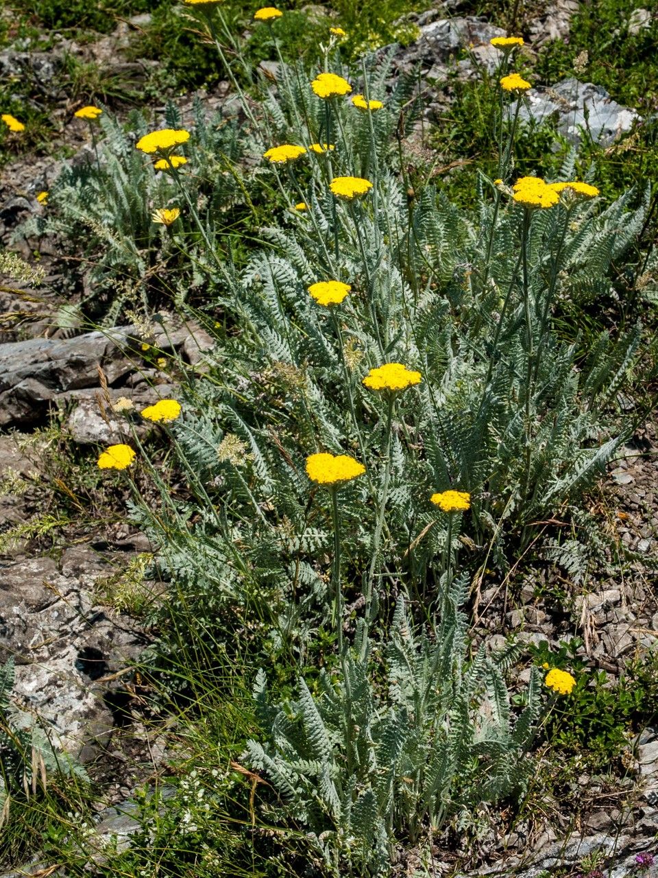 Achillea coarctata leaf