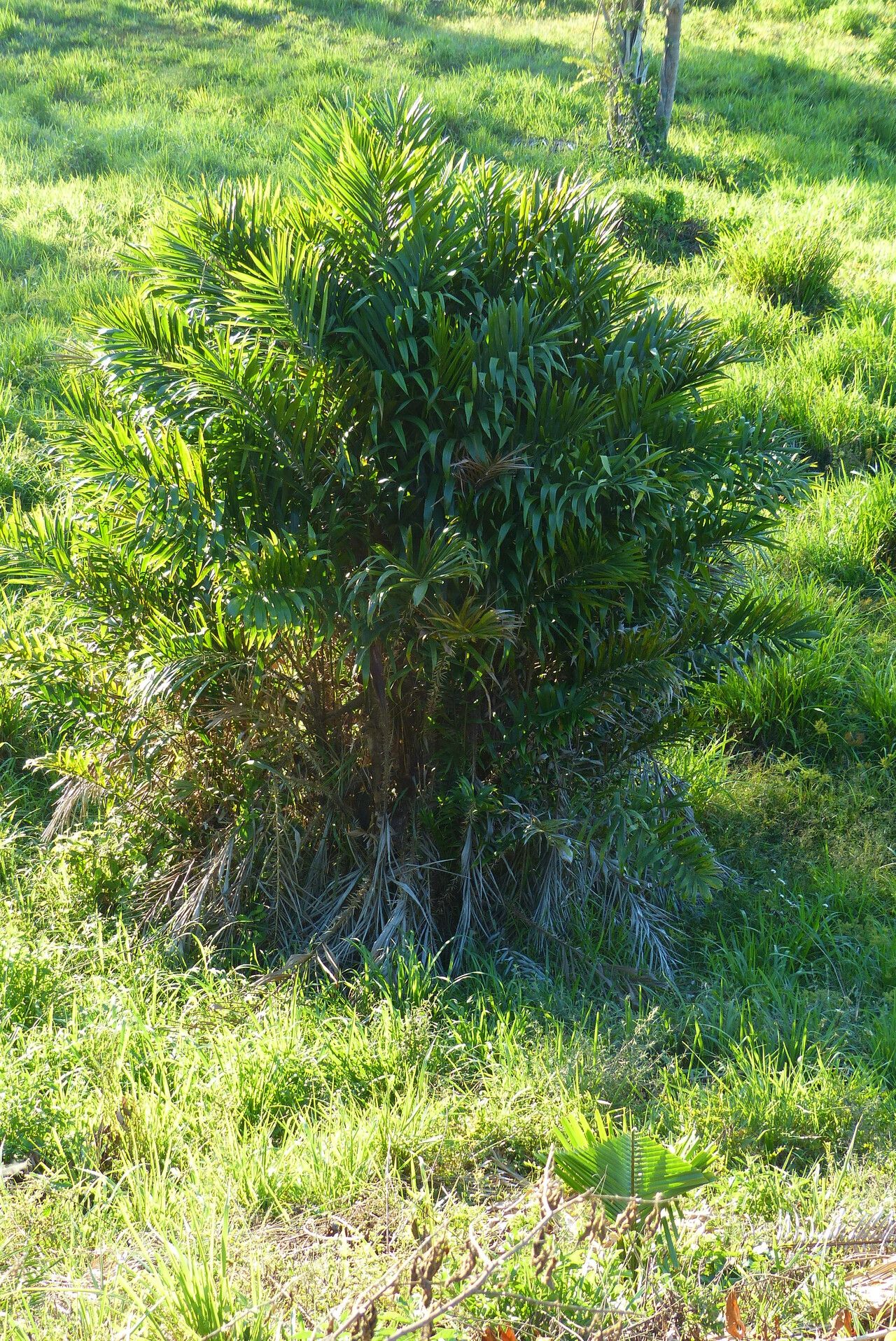 Bactris maraja habit