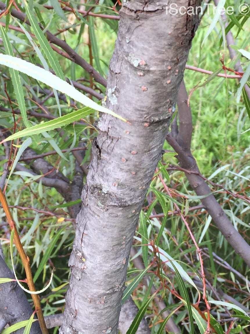 Salix mucronata bark