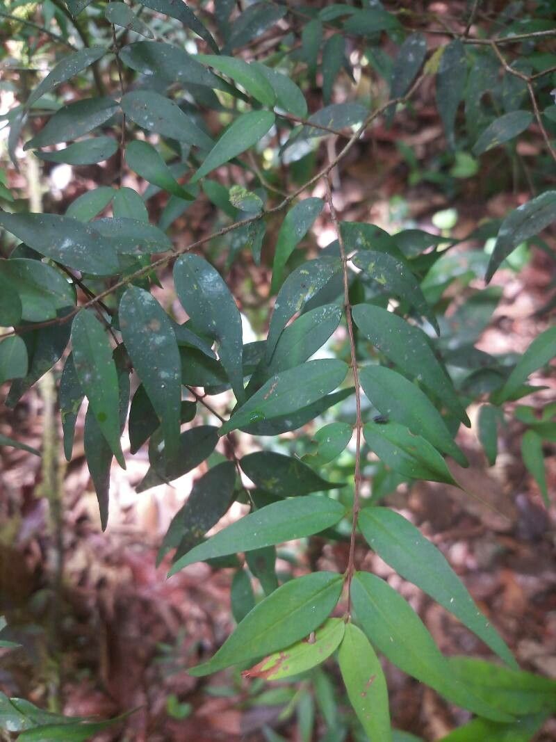 Myrcia sylvatica — houseplant care guide