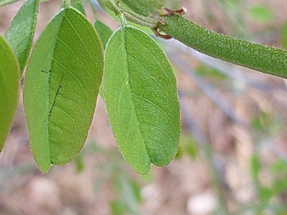 Amorpha ouachitensis leaf