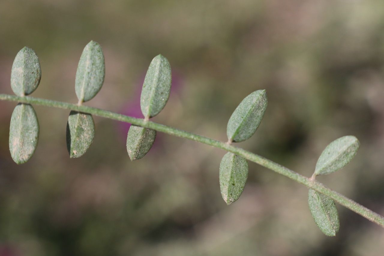 Hedysarum naudinianum leaf