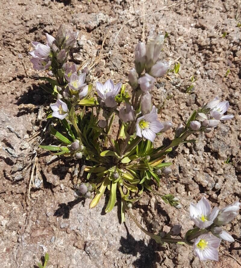 Gentianella multicaulis habit