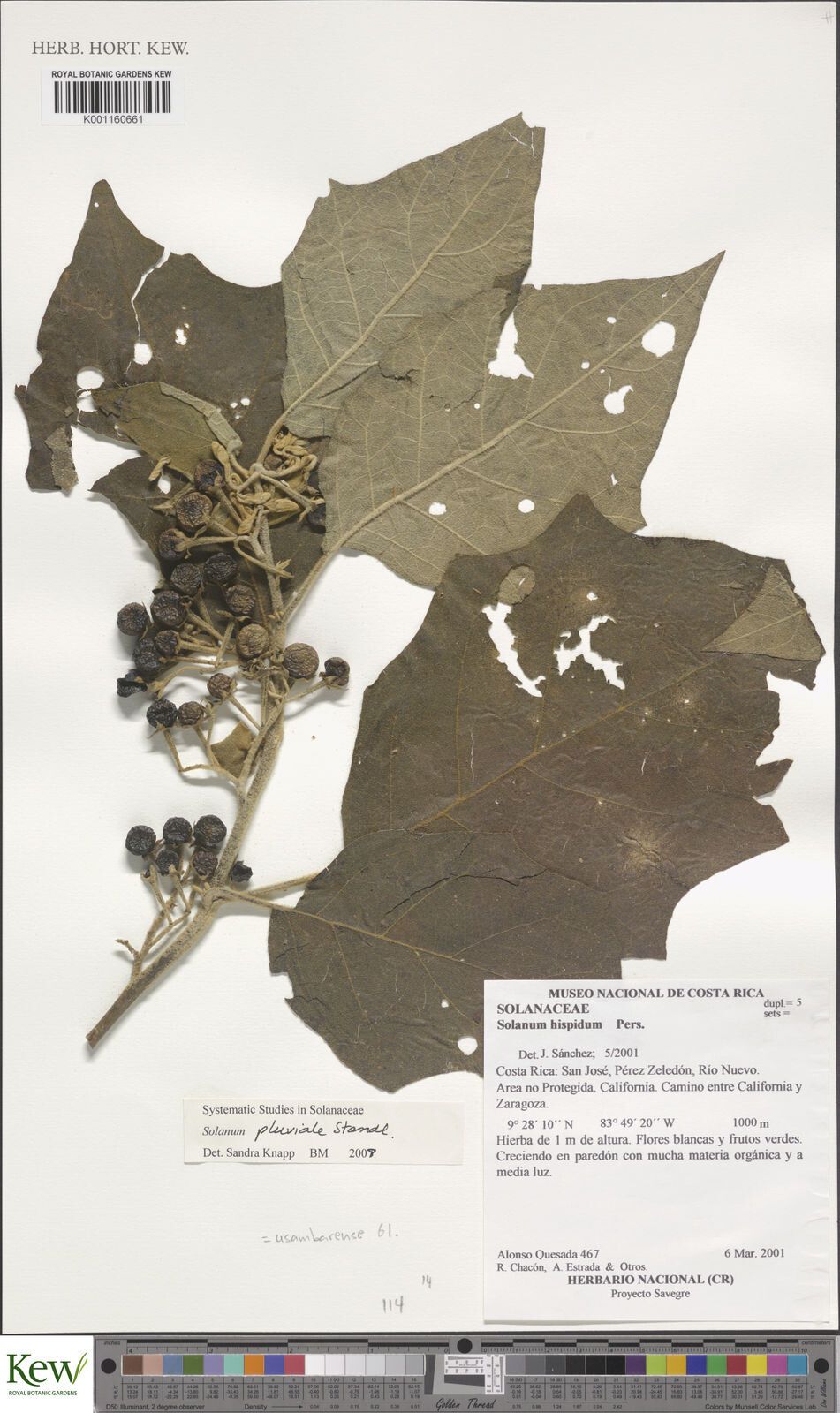 Solanum pluviale — houseplant care guide