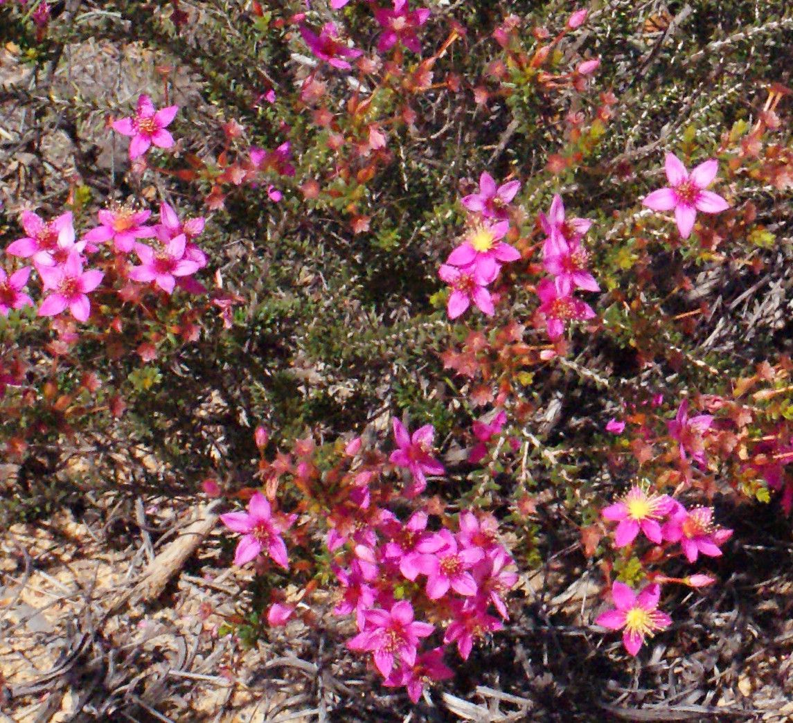 Calytrix oldfieldii habit