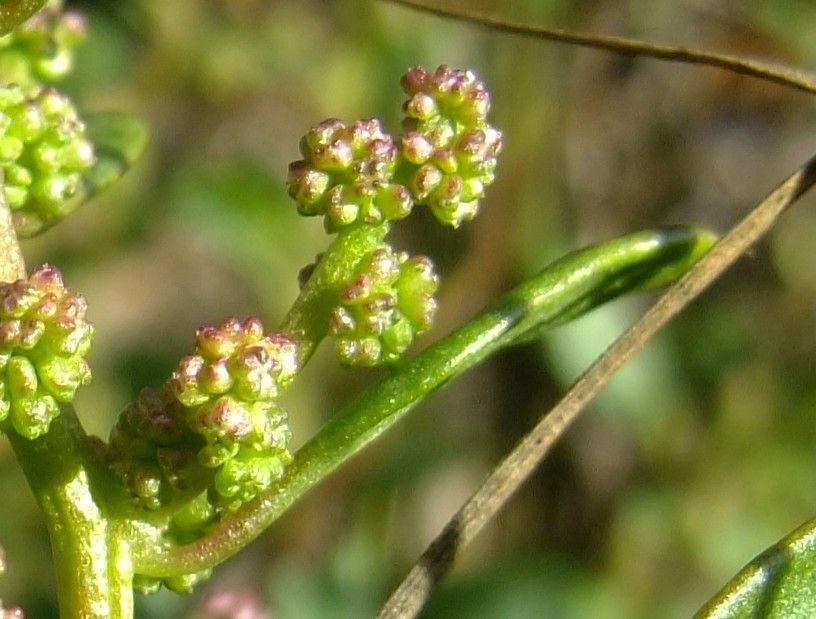 Oxybasis chenopodioides fruit