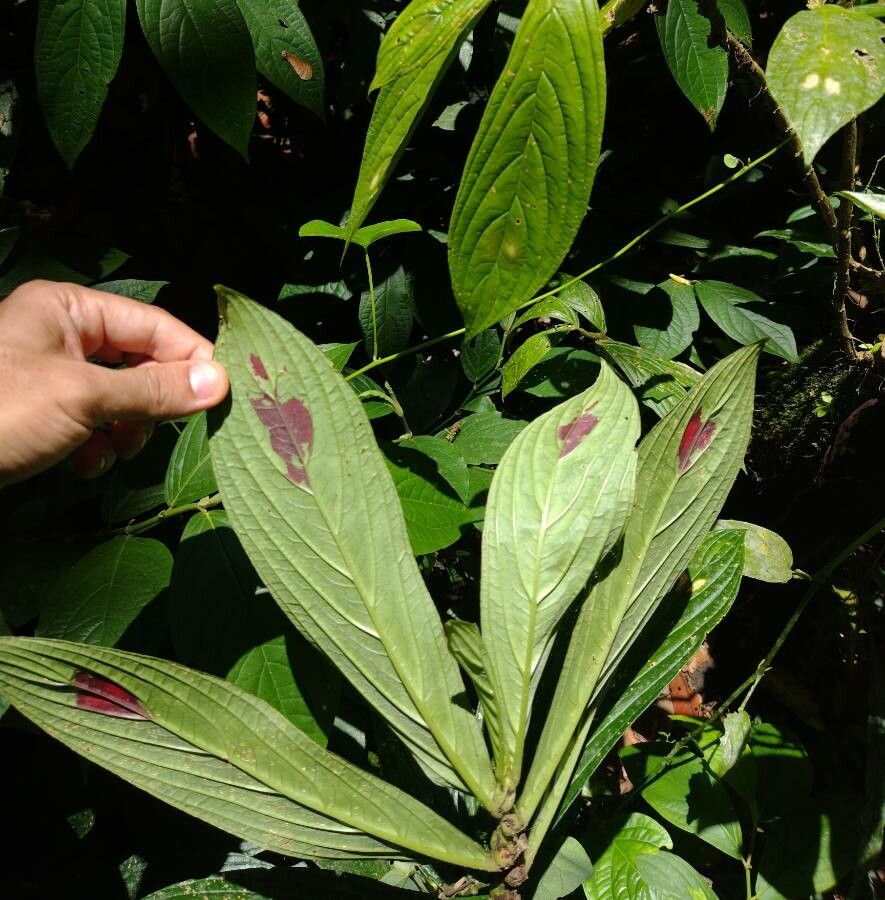 Columnea consanguinea fruit