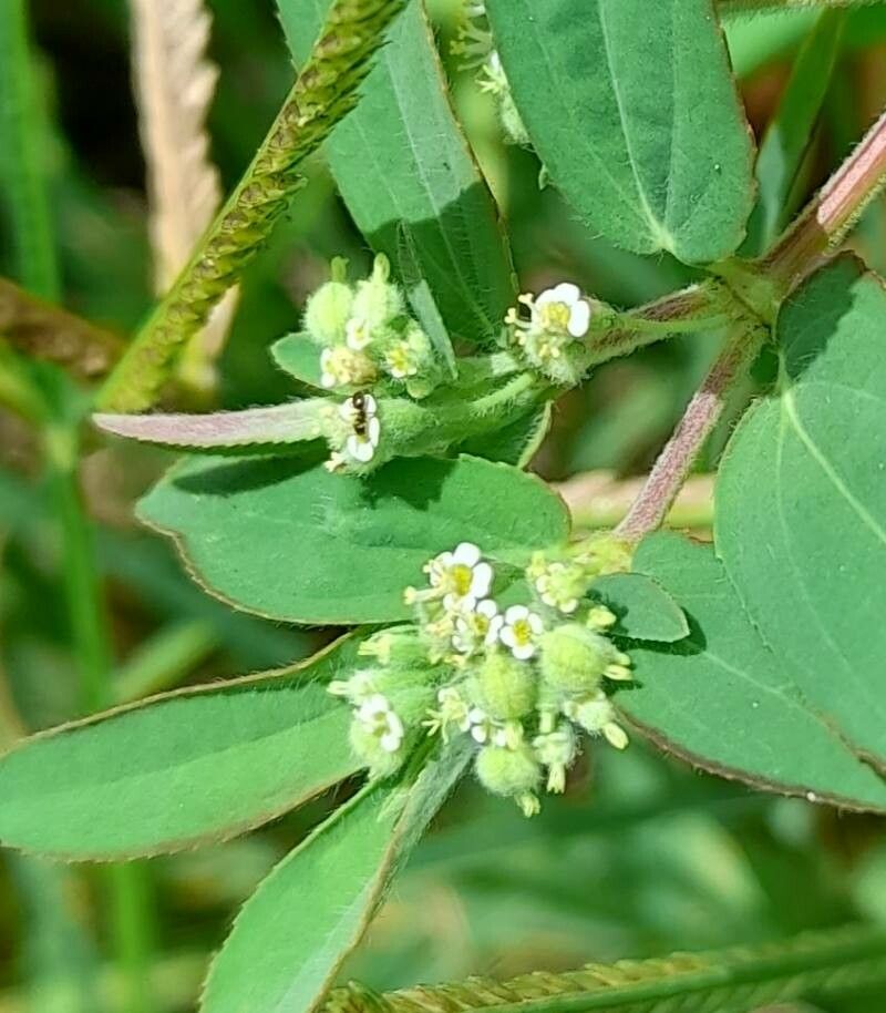 Euphorbia lasiocarpa flower