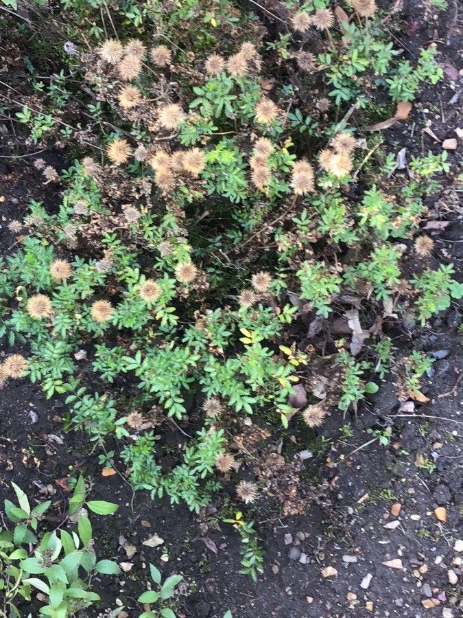 Acaena novae-zelandiae leaf